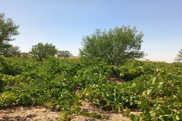 آغاز فصل برداشت انگور از باغات روستای گزکوه فاروج
