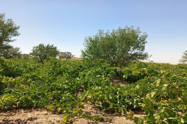 آغاز فصل برداشت انگور از باغات روستای گزکوه فاروج