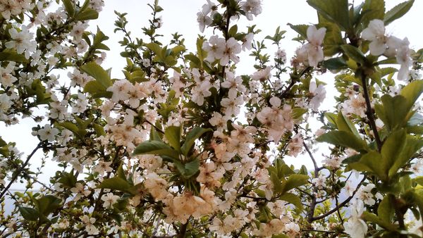 باران بهاری؛ ملودی زندگی در بستر طبیعت