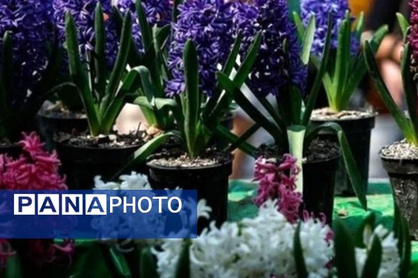 حال‌و هوای مردم شیراز در آستانه سال نو