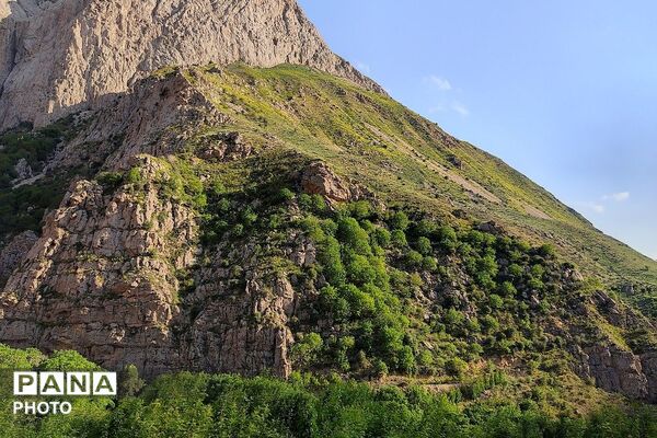 کوه های شهر بار ذخیره‌گاه گیاهان ارزشمند و کم نظیر دارویی 