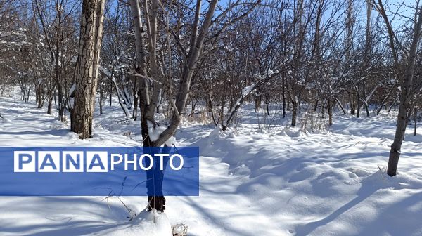 منظره زیبای برف پاییزی در باغات شهرستان نیشابور 