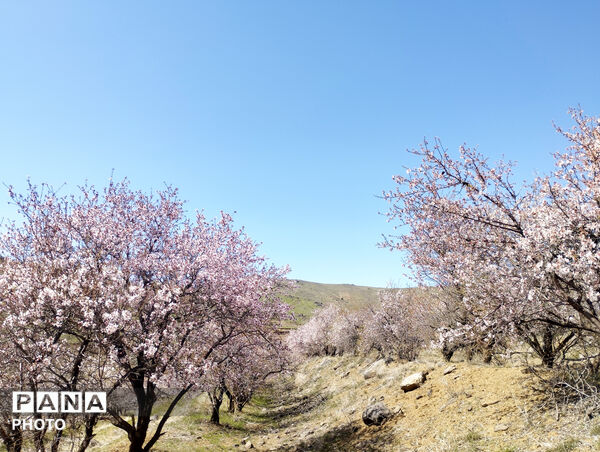 شکوفه‌هایی که تویسرکان را قاب تازه زدند