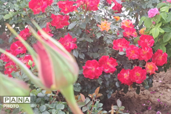 گل‌های زیبای بهاری