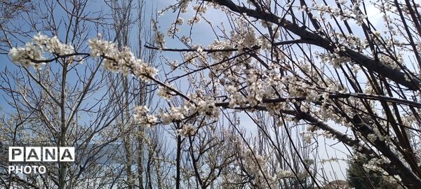  زیبایی‌های بهاری طبیعت همدان