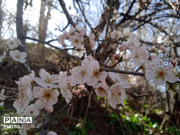 بازگشت بهار؛ آواز دوباره‌ی زندگی