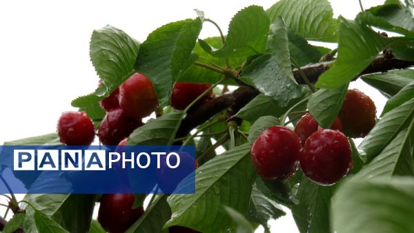 غافلگیری شهر بن از طرف آسمان