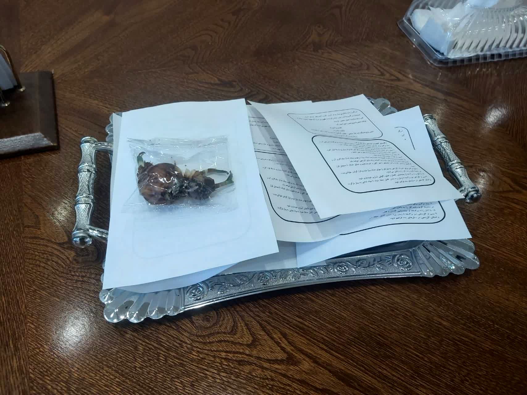 نرگسِ انتظار در قطب گیاهان دارویی و طب سنتی، پژوهشگاه آیت الله خاتمی اهد شد