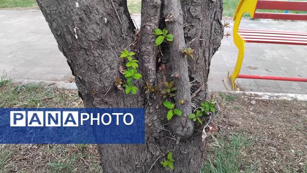 گل‌ها و درختان در شکوفایی