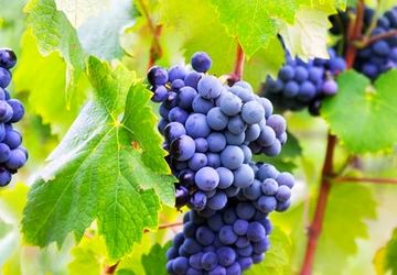 اولین جشنواره ملی انگور در ممسنی