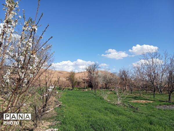 شکوفه دادن درختان روستای فیروزه
