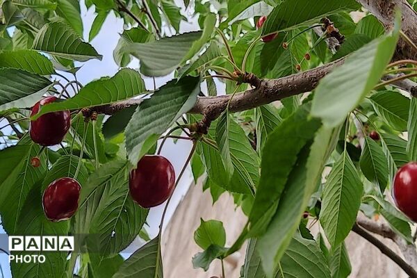فصل چیدن یاقوت های چشم نواز در شهر بار نیشابور-۱