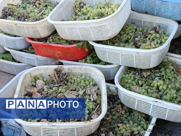 خسارت چند میلیارد تومانی چاه‌های موتور به باغات انگور