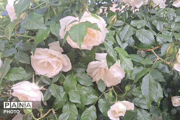 گل‌های زیبای بهاری