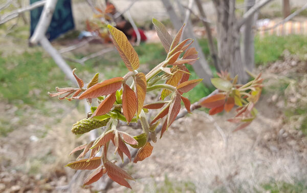جلوه هایی از مناظر بهاری روستای «اسفید» شهر سلفچگان قم در روز طبیعت