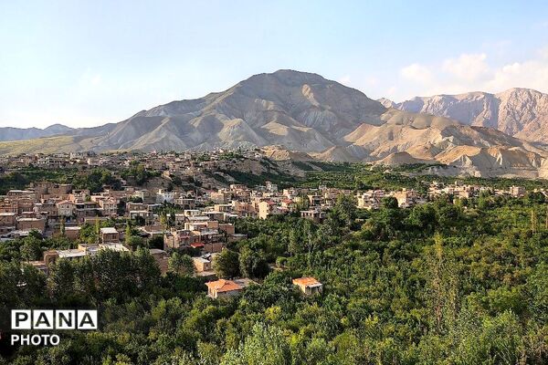 فصل چیدن یاقوت های چشم نواز در شهر بار نیشابور-۱