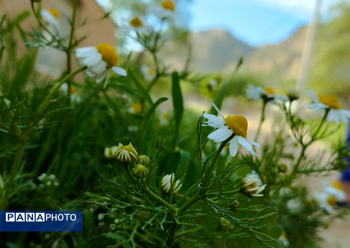 روستای شلیل نگین سرسبزی در دل کوه‌های میانکوه
