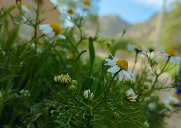 روستای شلیل نگین سرسبزی در دل کوه‌های میانکوه