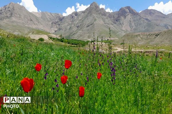آلبوم تصویری از طبیعت زیبای شهر بار در اردیبهشت‌ماه  ۱۴۰۵ـ۲
