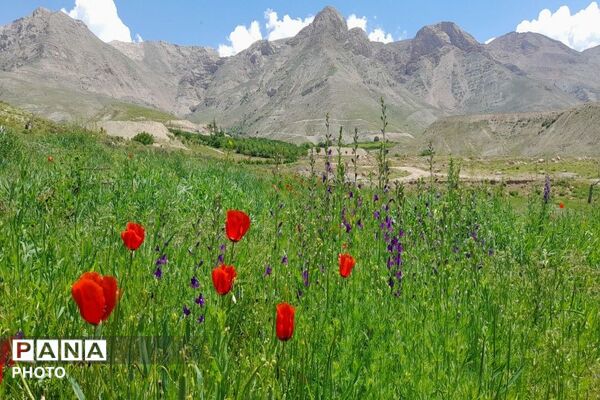 آلبوم تصویری از طبیعت زیبای شهر بار در اردیبهشت‌ماه  ۱۴۰۵ـ۲