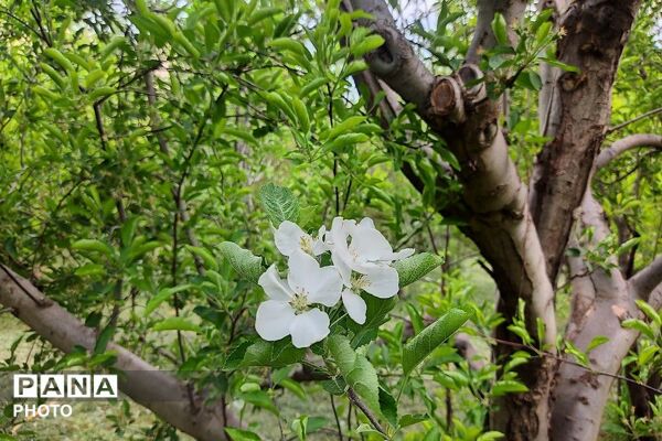 آلبوم تصویری از طبیعت زیبای شهر بار در اردیبهشت‌ماه  ۱۴۰۵ـ۲