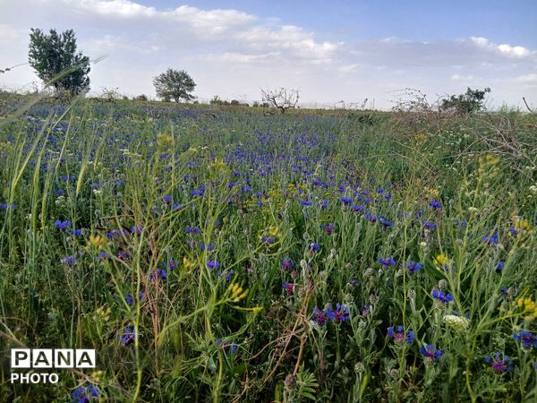 طبیعت چشم نواز روستای دهنو