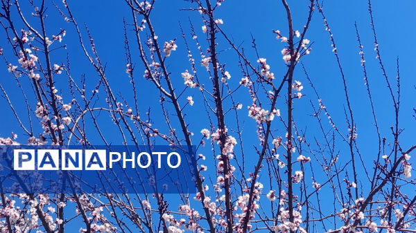 طبیعت بهاری، فرصتی برای سرزندگی روح 