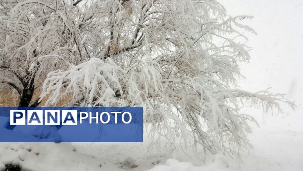 بارش سنگین برف در بن؛ رکورد تازه زمستان