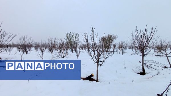 مناظر زیبای باغات روستای بوژمهران پس از بارش برف بهاری ۲۰ سانتیمتری 