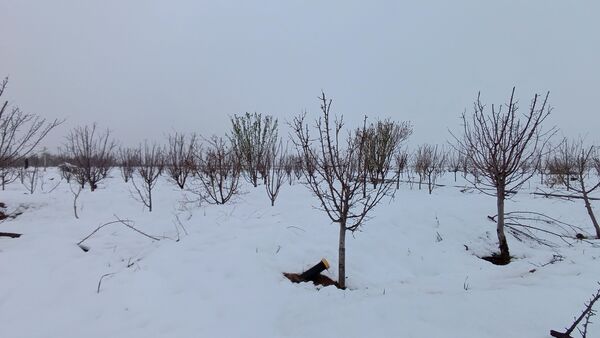 مناظر زیبای باغات روستای بوژمهران پس از بارش برف بهاری ۲۰ سانتیمتری 