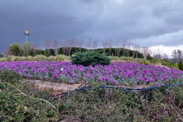 باغ گل ها در شهر گل ها شیراز