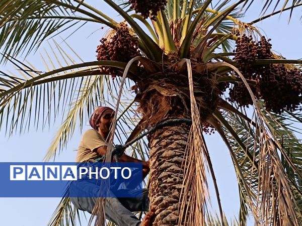 برداشت خرما در شهر رویدر 