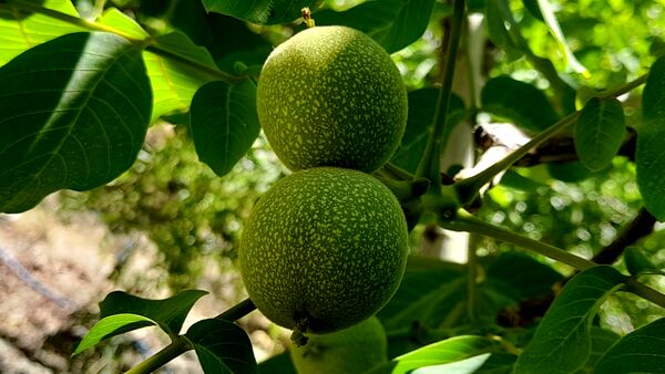 میوه‌های خوش‌رنگ و لعاب بهاری در روستای مارکده