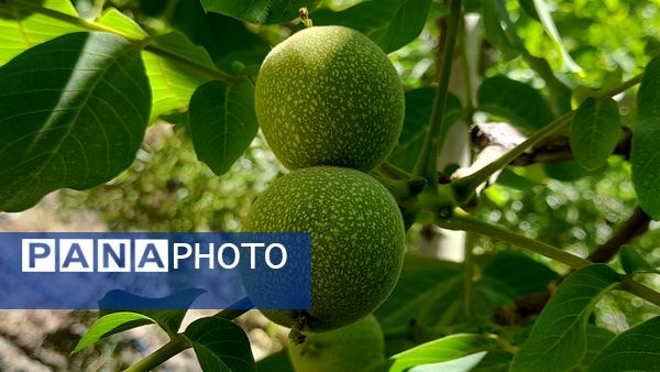 میوه‌های خوش‌رنگ و لعاب بهاری در روستای مارکده