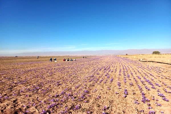 برداشت طلای سرخ از مزارع فاروج