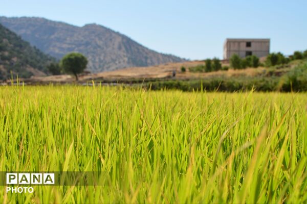 آغاز فصل تولکی در شالیزارهای روستای پلبریده