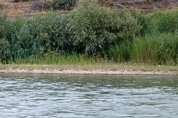 نجوای ارمند؛ سمفونی طبیعت در آبچنار