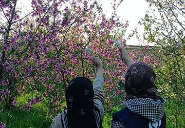 رویش شکوفه ها در روستای کابلی 