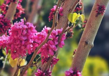بهاری دیگر، قصه‌ای دیگر