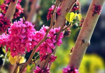 بهاری دیگر، قصه‌ای دیگر