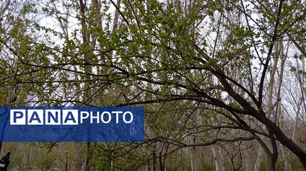 آوای گوش‌نواز بهار در طبیعت شهرستان‌بن