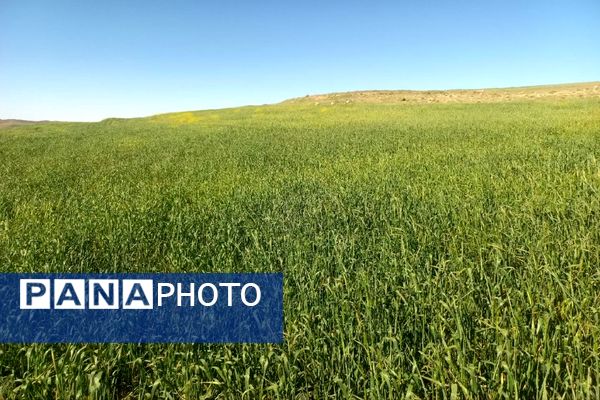 شیوع بیماری زنگ زرد در مزارع گندم و جو در روستاهای دهستان سنگر شهرستان فاروج
