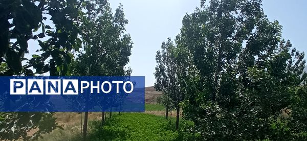 آغاز فصل چیدن؛ باغ‌های جلگه رخ میزبان میوه‌های تابستانی 