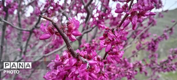 تصاویری دلنشین از طراحی های پروردگار متعال بر روی زمین