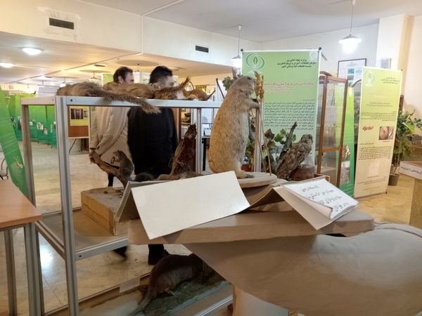 کنجکاوی پانایی ها در کشف اسرار کشاورزی و دامپروری 