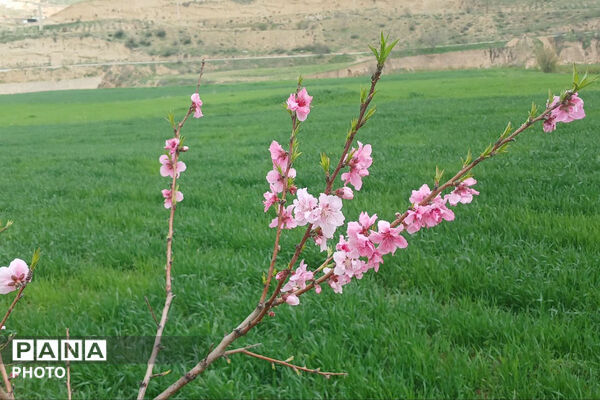شکوفه‌های بهاری استان خراسان شمالی 