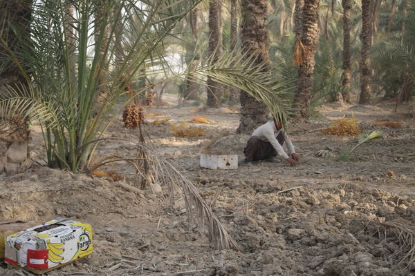 برداشت خرما در منطقه آبپخش