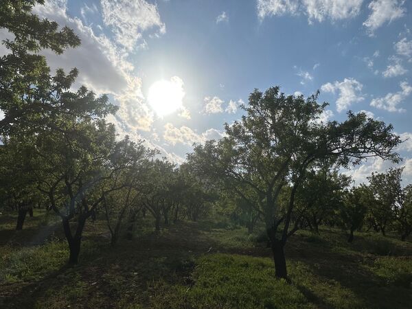 طبیعت هم با آمدن بهار زیبا شد 