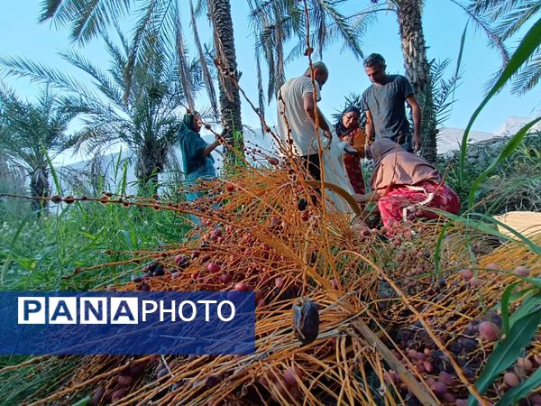 برداشت خرما در شهر رویدر 