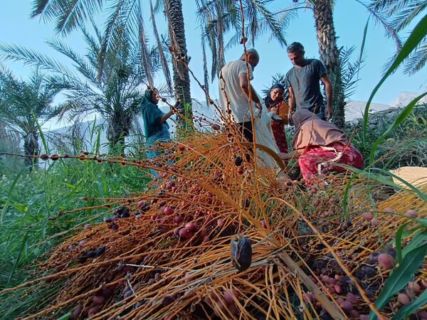 برداشت خرما در شهر رویدر 